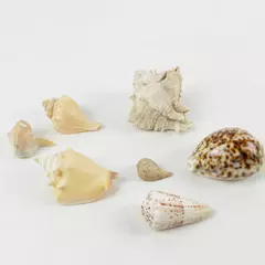 Lot of 7 Natural Assorted Seashells - Beach Decor & Craft Supplies