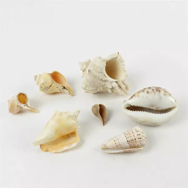 Lot of 7 Natural Assorted Seashells - Beach Decor & Craft Supplies