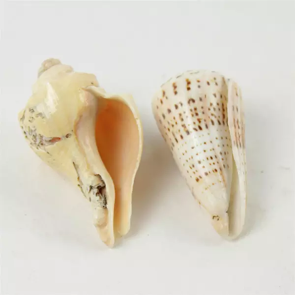 Lot of 7 Natural Assorted Seashells - Beach Decor & Craft Supplies