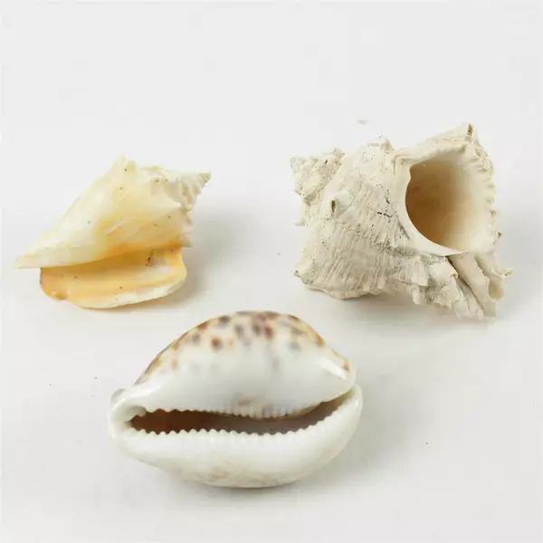Lot of 7 Natural Assorted Seashells - Beach Decor & Craft Supplies