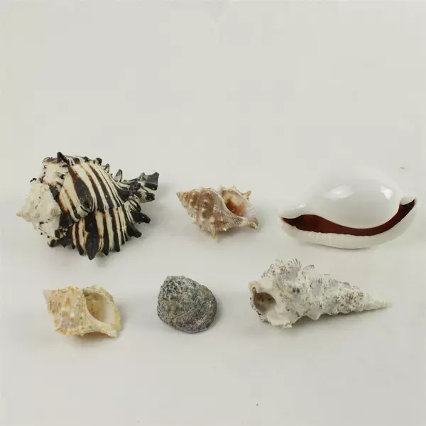 Lot of 6 Natural Seashells Beach Craft Decorative Shells for Collection
