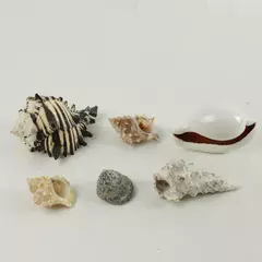 Lot of 6 Natural Seashells Beach Craft Decorative Shells for Collection