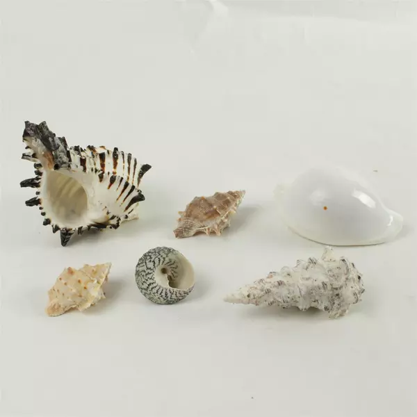 Lot of 6 Natural Seashells Beach Craft Decorative Shells for Collection