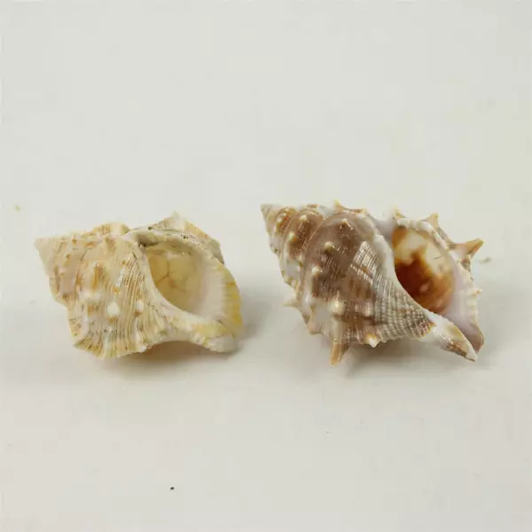 Lot of 6 Natural Seashells Beach Craft Decorative Shells for Collection