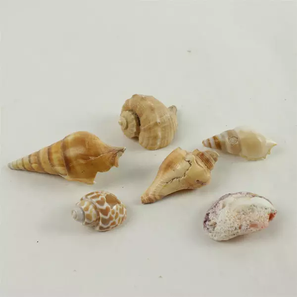 Lot of 6 Assorted Natural Seashells - Beach Shells for Crafts & Decor