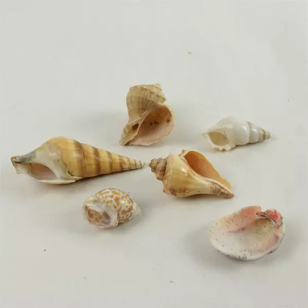 Lot of 6 Assorted Natural Seashells - Beach Shells for Crafts & Decor