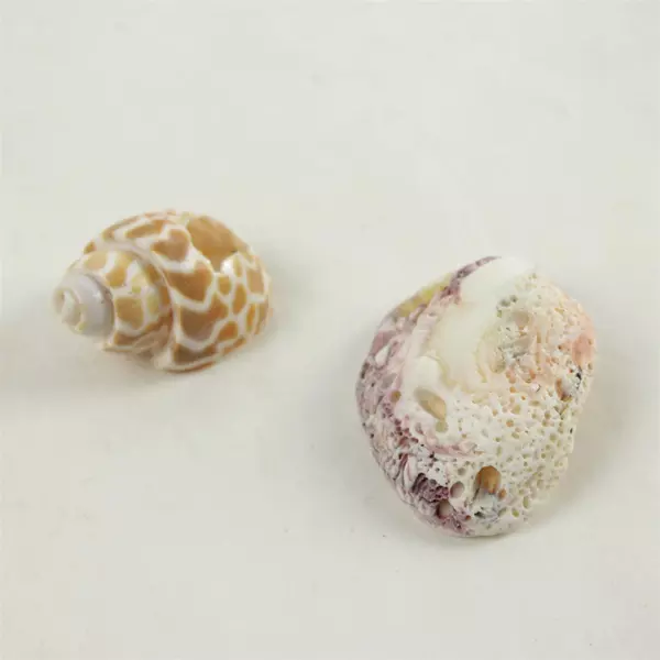 Lot of 6 Assorted Natural Seashells - Beach Shells for Crafts & Decor