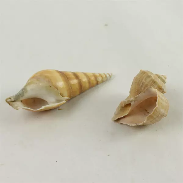 Lot of 6 Assorted Natural Seashells - Beach Shells for Crafts & Decor