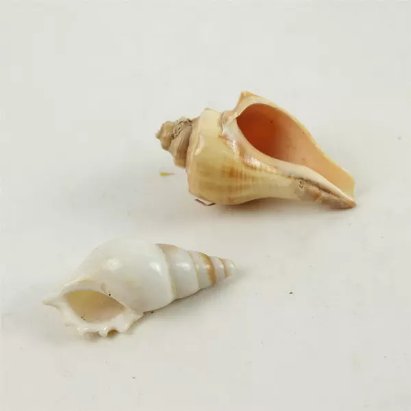 Lot of 6 Assorted Natural Seashells - Beach Shells for Crafts & Decor