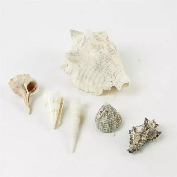 Lot of 6 Mixed Seashells Beach Decor Crafts Vase Fillers