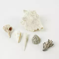 Lot of 6 Mixed Seashells Beach Decor Crafts Vase Fillers