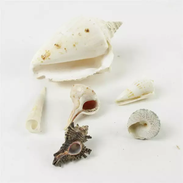 Lot of 6 Mixed Seashells Beach Decor Crafts Vase Fillers