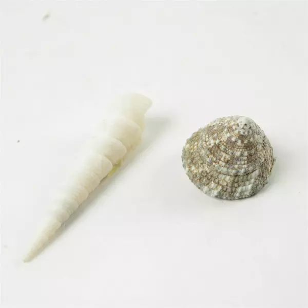 Lot of 6 Mixed Seashells Beach Decor Crafts Vase Fillers