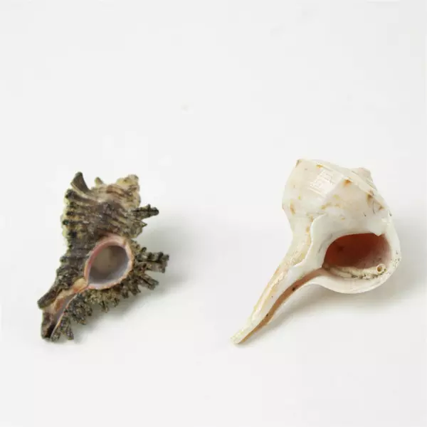 Lot of 6 Mixed Seashells Beach Decor Crafts Vase Fillers