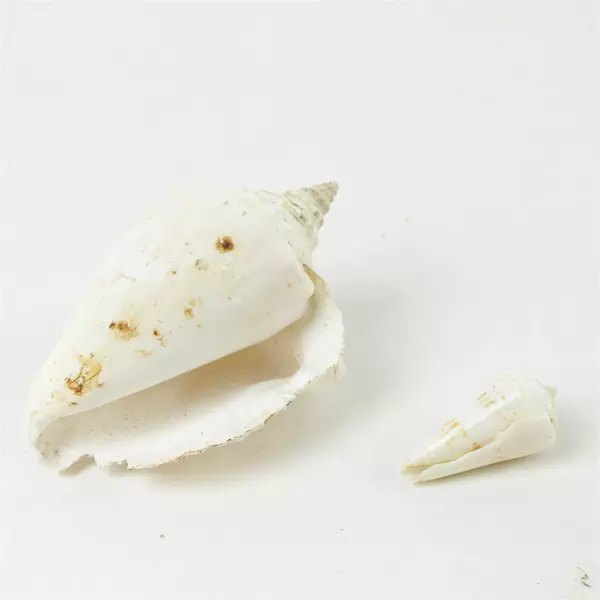 Lot of 6 Mixed Seashells Beach Decor Crafts Vase Fillers