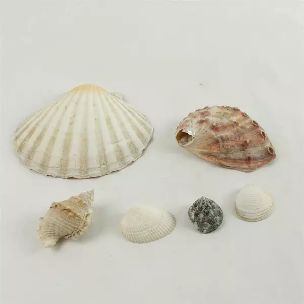 Lot of 6 Natural Seashells - Beach Crafts, Display & Collection, Used