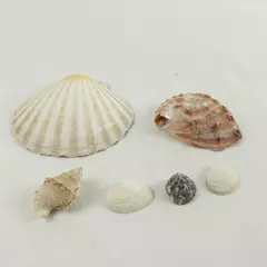 Lot of 6 Natural Seashells - Beach Crafts, Display & Collection, Used
