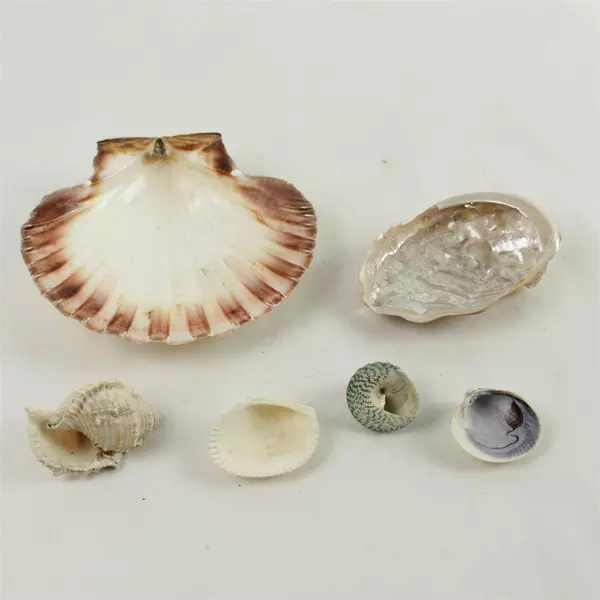 Lot of 6 Natural Seashells - Beach Crafts, Display & Collection, Used