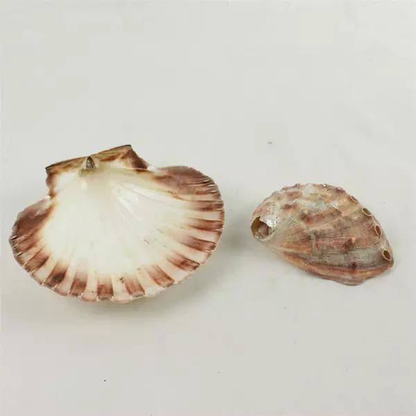 Lot of 6 Natural Seashells - Beach Crafts, Display & Collection, Used