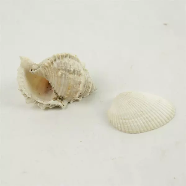 Lot of 6 Natural Seashells - Beach Crafts, Display & Collection, Used