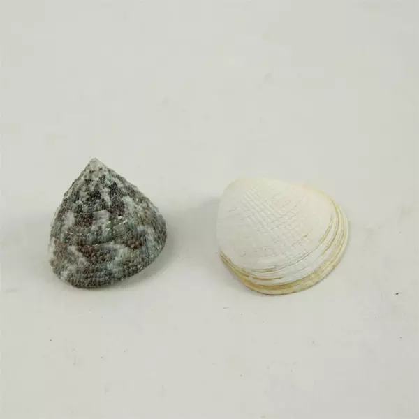 Lot of 6 Natural Seashells - Beach Crafts, Display & Collection, Used