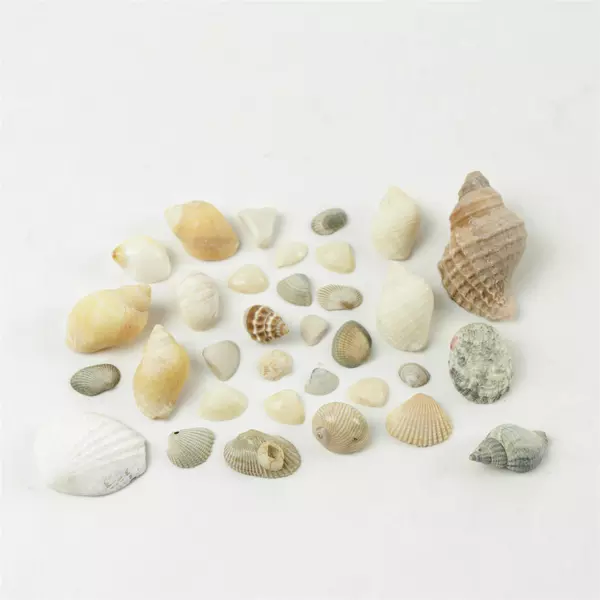 Bag of Tiny Shells for Crafts Beach Decor Mixed Media Art