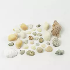 Bag of Tiny Shells for Crafts Beach Decor Mixed Media Art