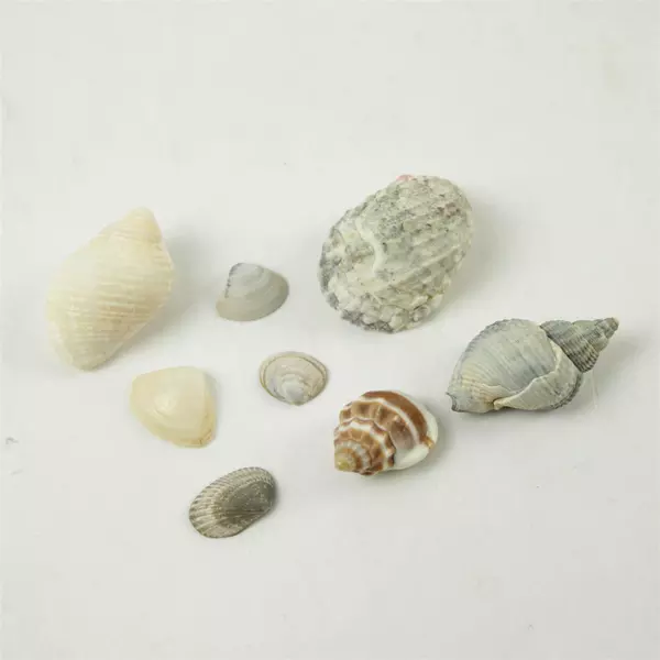 Bag of Tiny Shells for Crafts Beach Decor Mixed Media Art