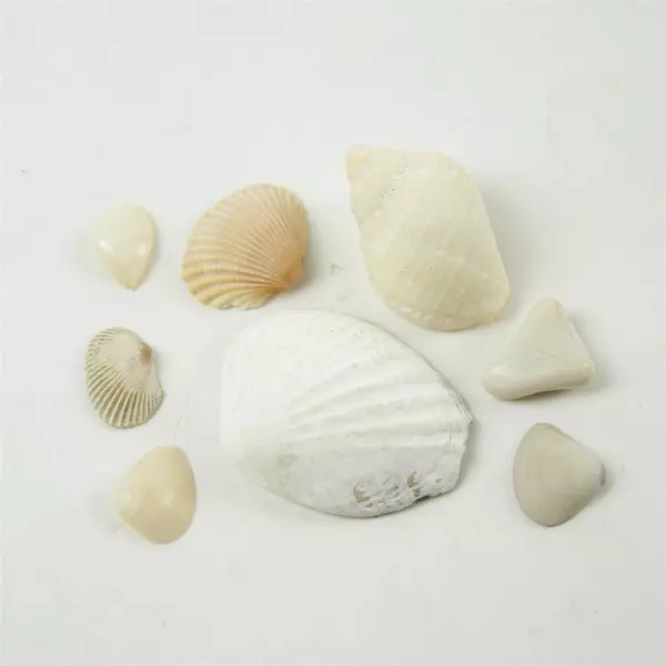 Bag of Tiny Shells for Crafts Beach Decor Mixed Media Art
