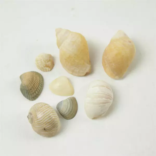 Bag of Tiny Shells for Crafts Beach Decor Mixed Media Art