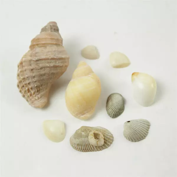 Bag of Tiny Shells for Crafts Beach Decor Mixed Media Art