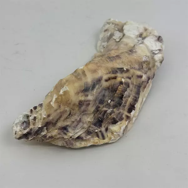 Hand Painted Oyster Shell 7" Wide Sailboat Scene