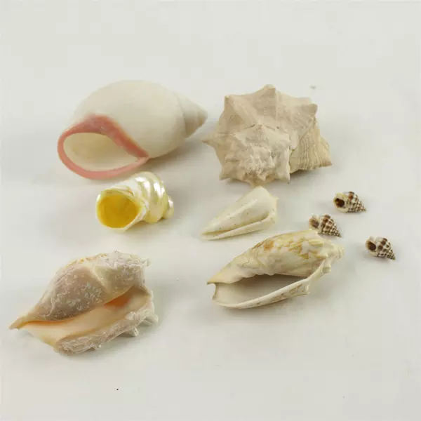 Lot of 6 Seashells - Natural Beach Shells for Crafts & Home Decor