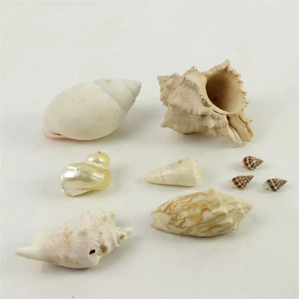 Lot of 6 Seashells - Natural Beach Shells for Crafts & Home Decor