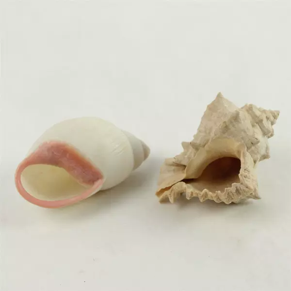 Lot of 6 Seashells - Natural Beach Shells for Crafts & Home Decor