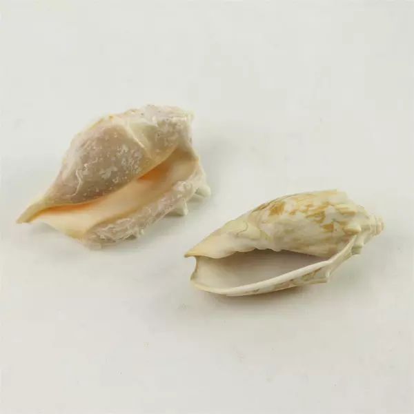 Lot of 6 Seashells - Natural Beach Shells for Crafts & Home Decor