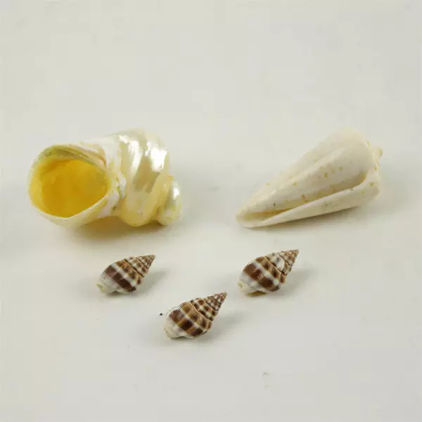 Lot of 6 Seashells - Natural Beach Shells for Crafts & Home Decor