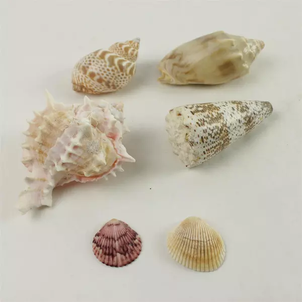 Lot of 6 Seashells Mixed Beach Shells for Crafts & Decor