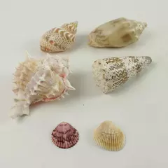 Lot of 6 Seashells Mixed Beach Shells for Crafts & Decor