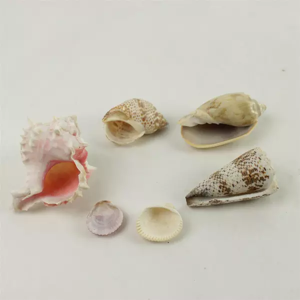 Lot of 6 Seashells Mixed Beach Shells for Crafts & Decor