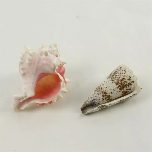 Lot of 6 Seashells Mixed Beach Shells for Crafts & Decor