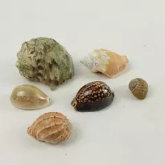 Lot of 6 Mixed Seashells Beach Decor Craft Nautical Sea Shells