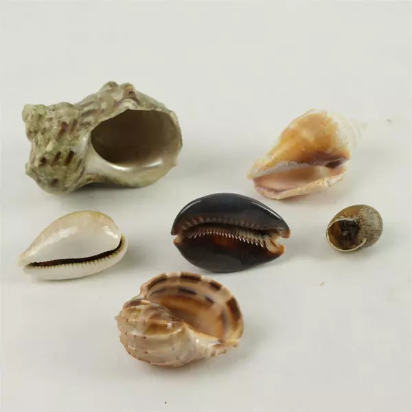 Lot of 6 Mixed Seashells Beach Decor Craft Nautical Sea Shells