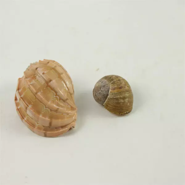 Lot of 6 Mixed Seashells Beach Decor Craft Nautical Sea Shells