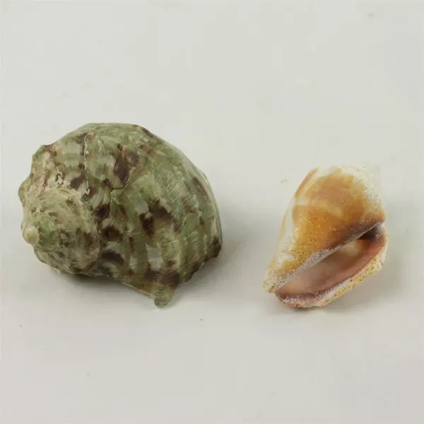 Lot of 6 Mixed Seashells Beach Decor Craft Nautical Sea Shells