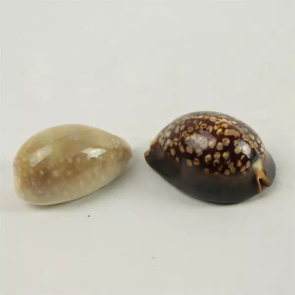 Lot of 6 Mixed Seashells Beach Decor Craft Nautical Sea Shells