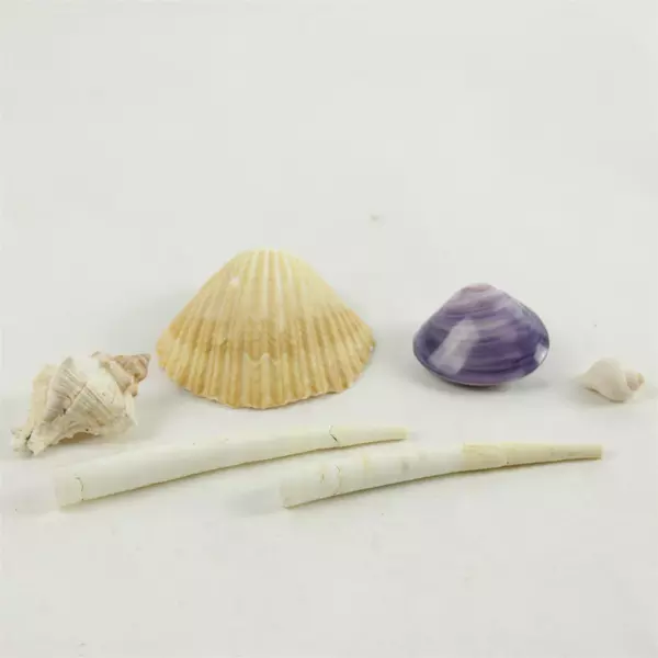 Lot of 6 Seashells Beach Decor Crafts Natural Sea Shells