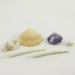 Lot of 6 Seashells Beach Decor Crafts Natural Sea Shells