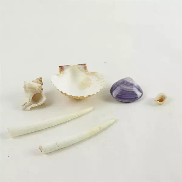 Lot of 6 Seashells Beach Decor Crafts Natural Sea Shells