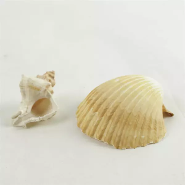 Lot of 6 Seashells Beach Decor Crafts Natural Sea Shells